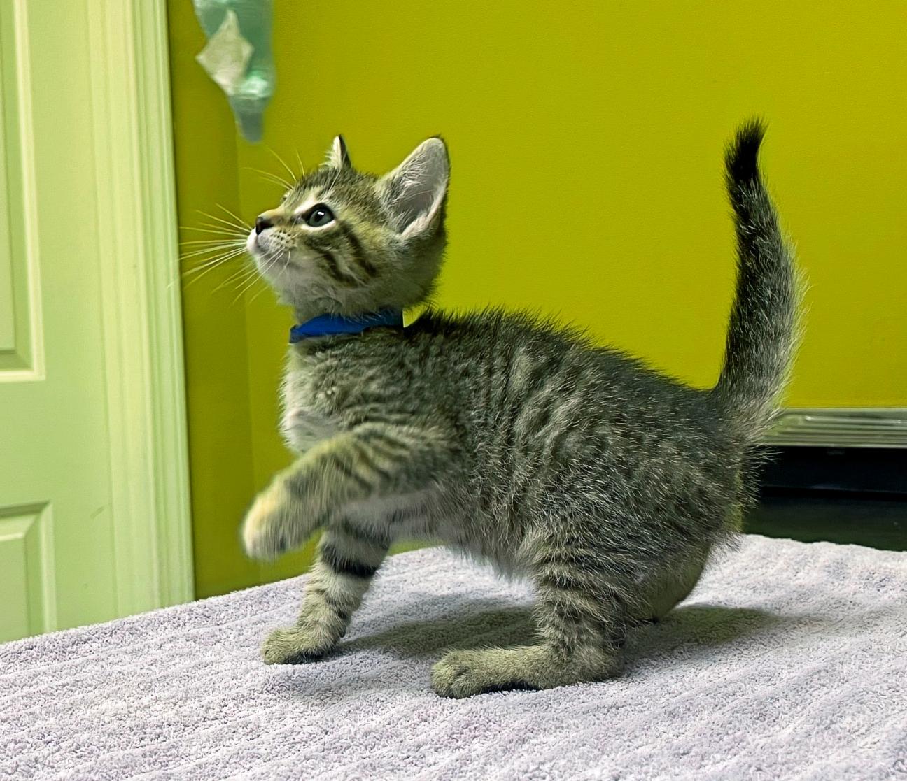 Enlarge Figgy Smalls, a Adoptable Domestic Short Hair in Columbia, KY image 4/4