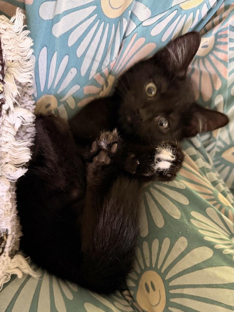 Spiderweb: Suntiger, a Adoptable mixed breed in Warren, CT image 2/6