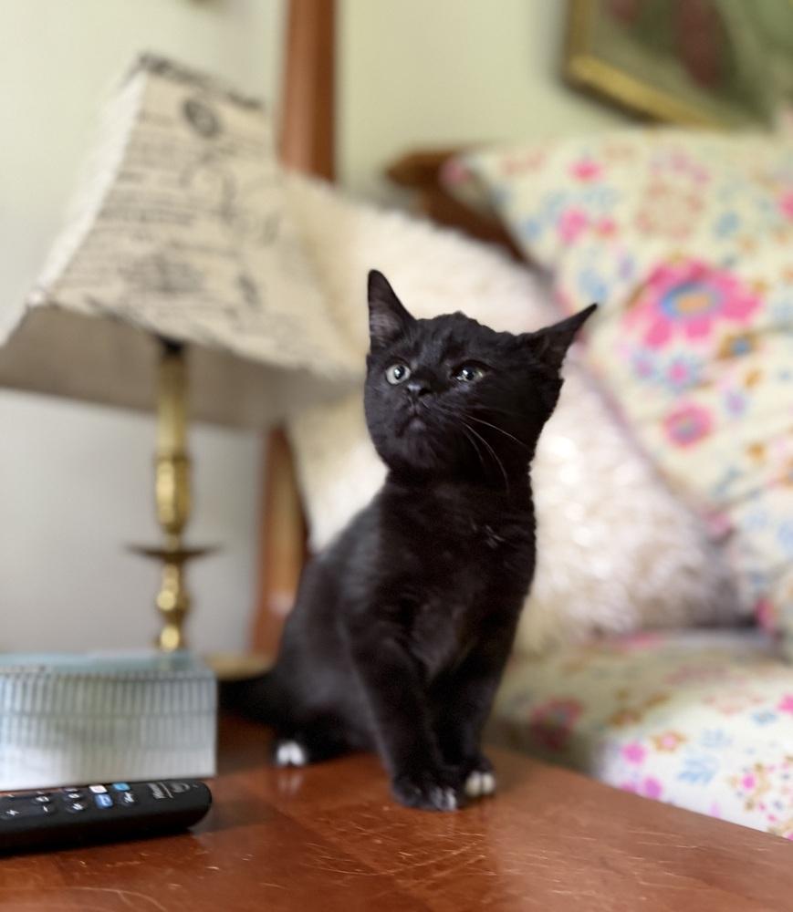 Spiderweb:  Suntiger, Adoptable, Kitten Female Domestic Short Hair.