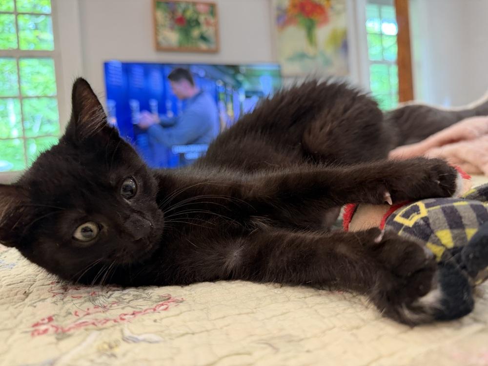 Spiderweb: Suntiger, a Adoptable mixed breed in Warren, CT image 5/6