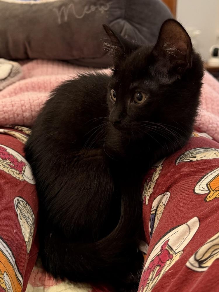 Spiderweb: Suntiger, a Adoptable mixed breed in Warren, CT image 6/6