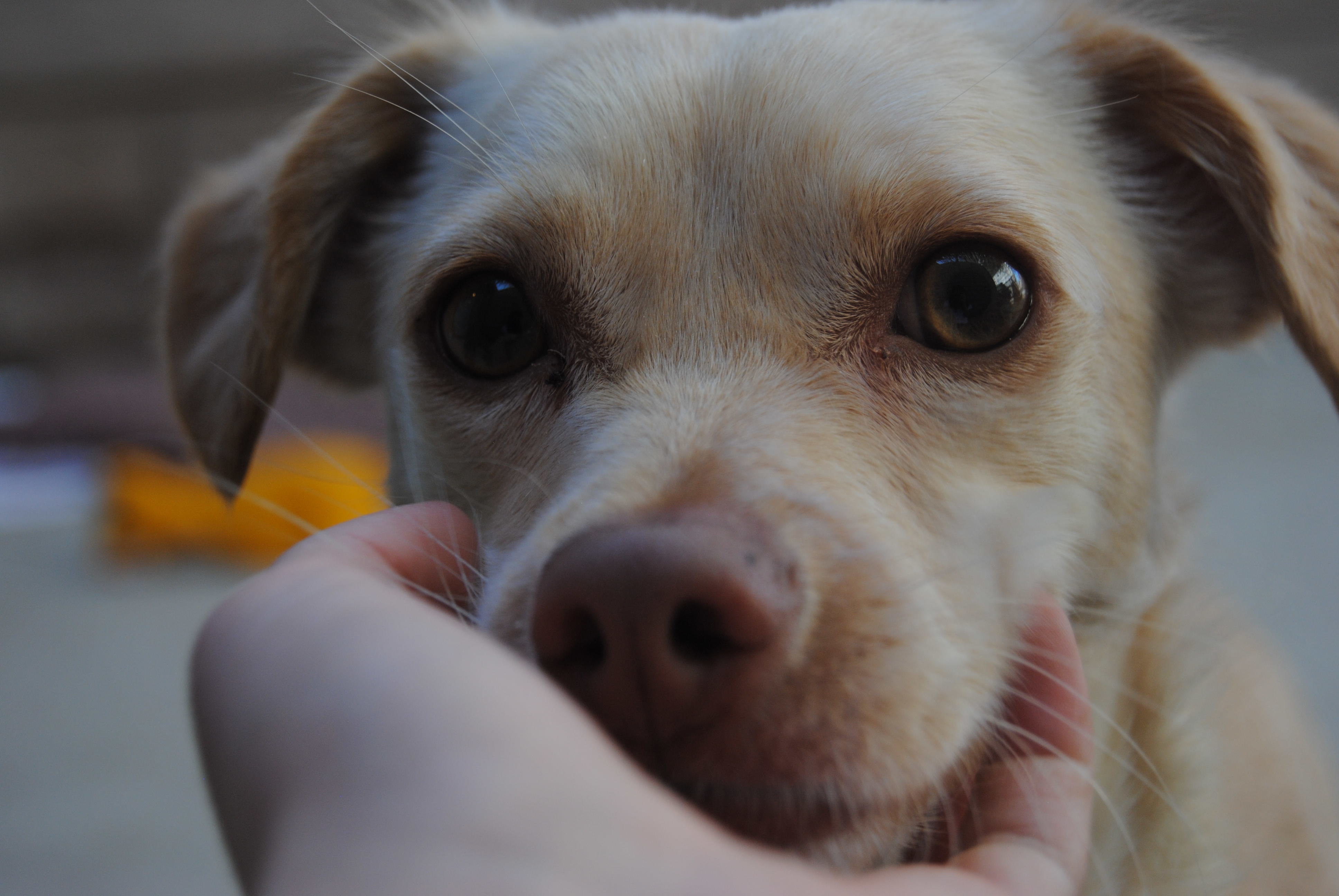 Annie (Bonded with Henry), Adoptable, Adult Female Corgi & Chihuahua.