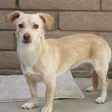 Enlarge Annie (Bonded with Henry), a Adoptable mixed breed in Phoenix, AZ image 4/6