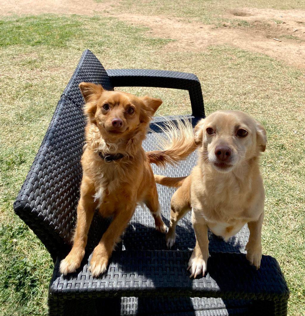 Enlarge Annie (Bonded with Henry), a Adoptable mixed breed in Phoenix, AZ image 5/6