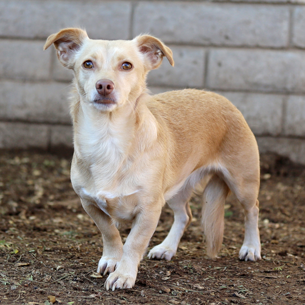 Enlarge Annie (Bonded with Henry), a Adoptable mixed breed in Phoenix, AZ image 6/6