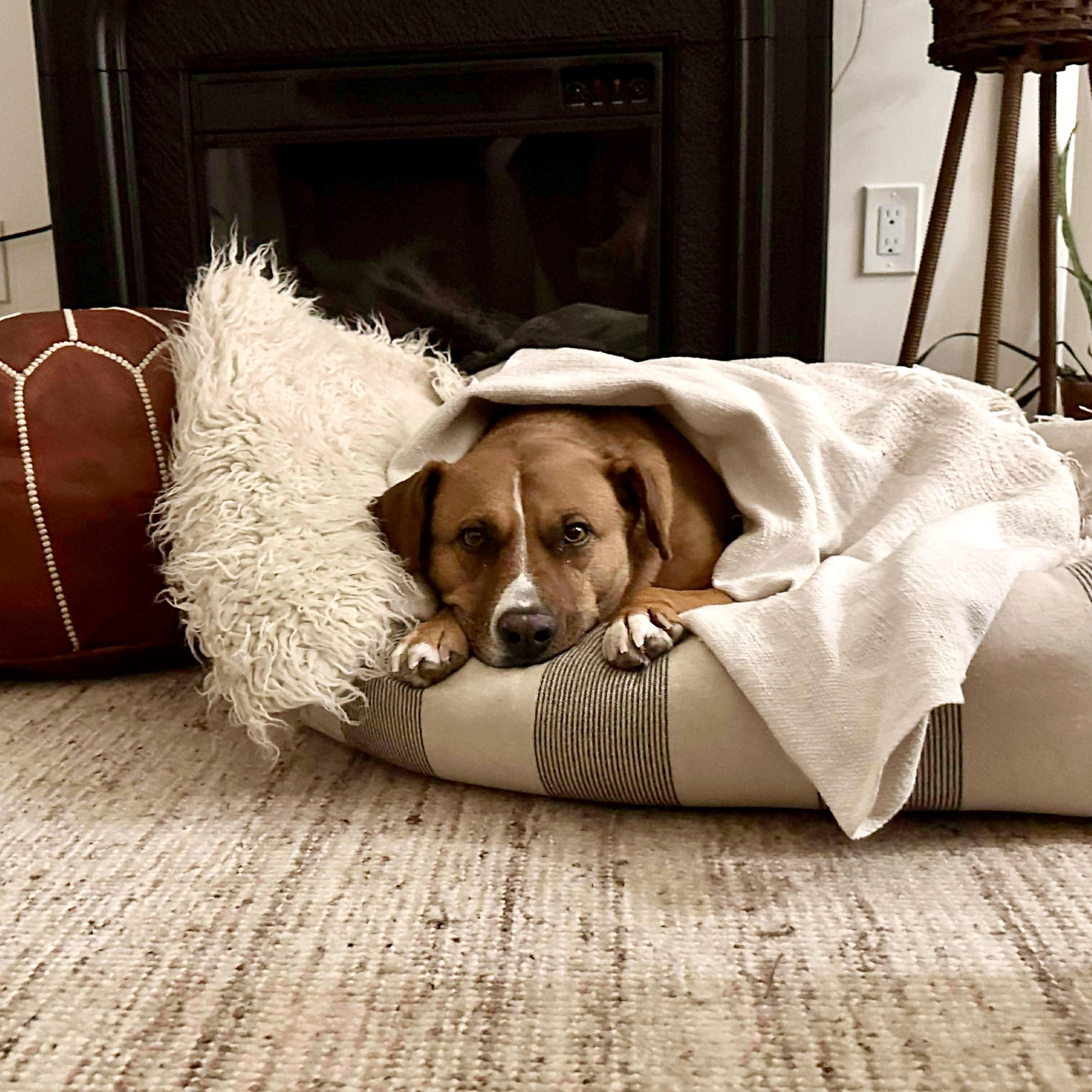 Felice, a ADOPTABLE mixed breed in Windsor, ON image 1/6