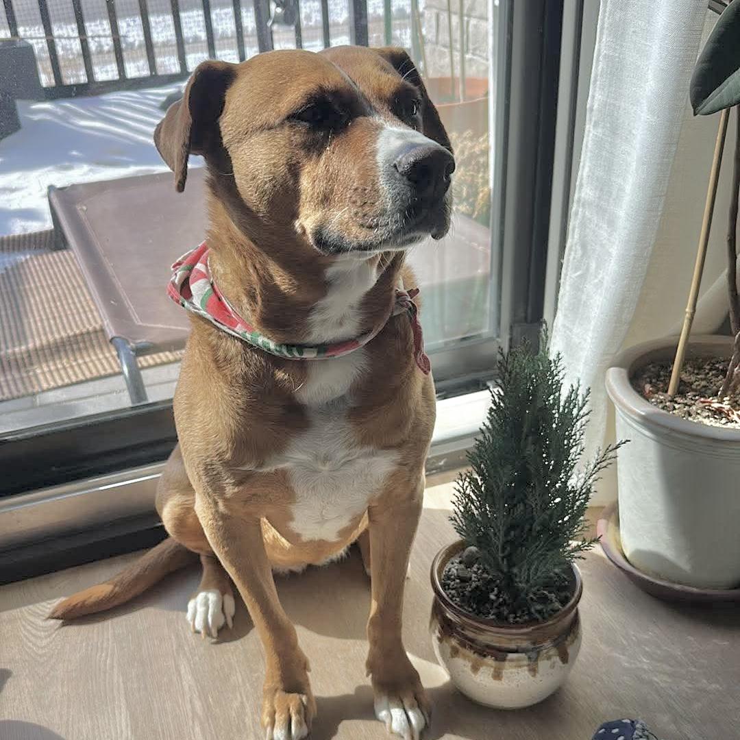 Felice, a ADOPTABLE mixed breed in Windsor, ON image 4/6