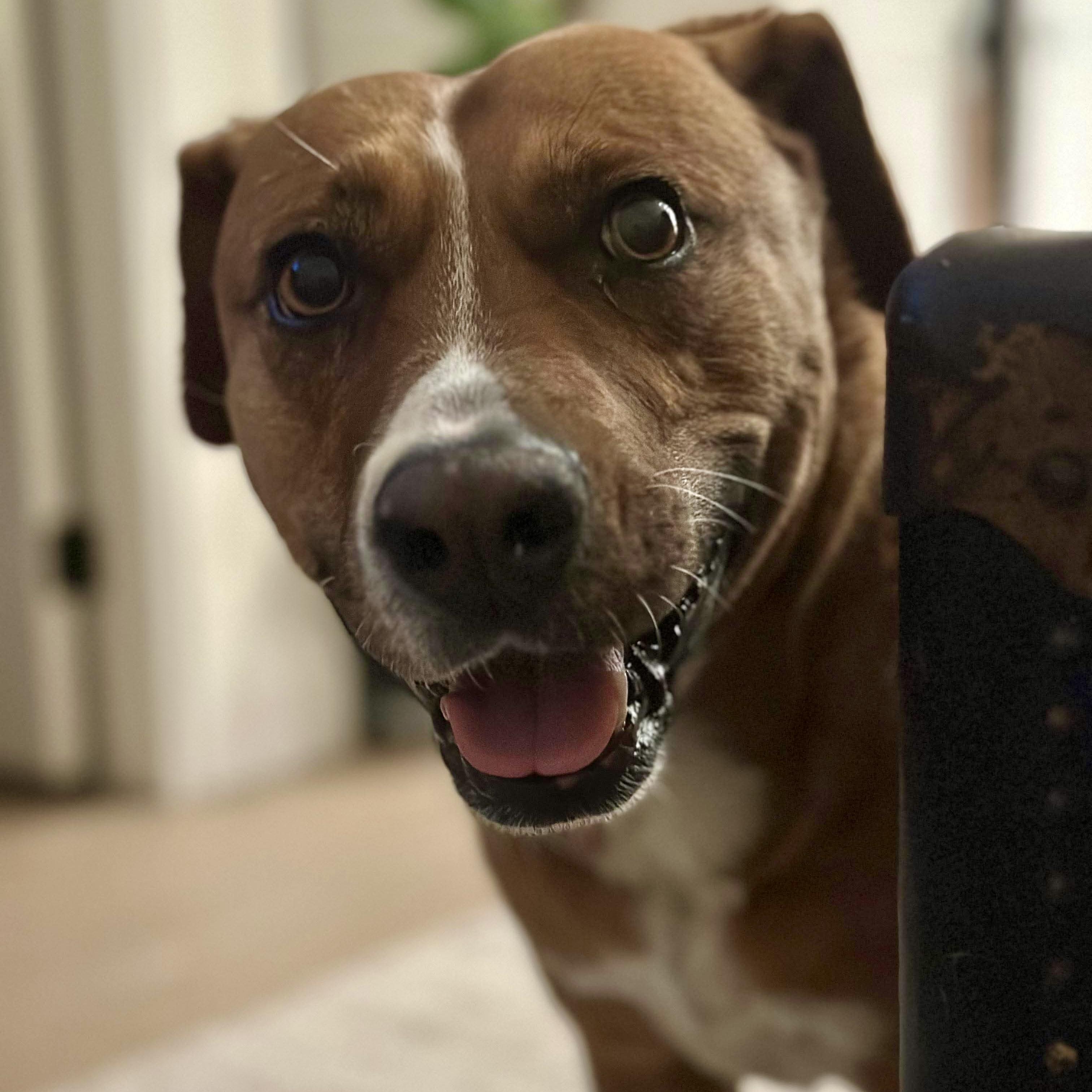 Felice, a ADOPTABLE mixed breed in Windsor, ON image 5/6