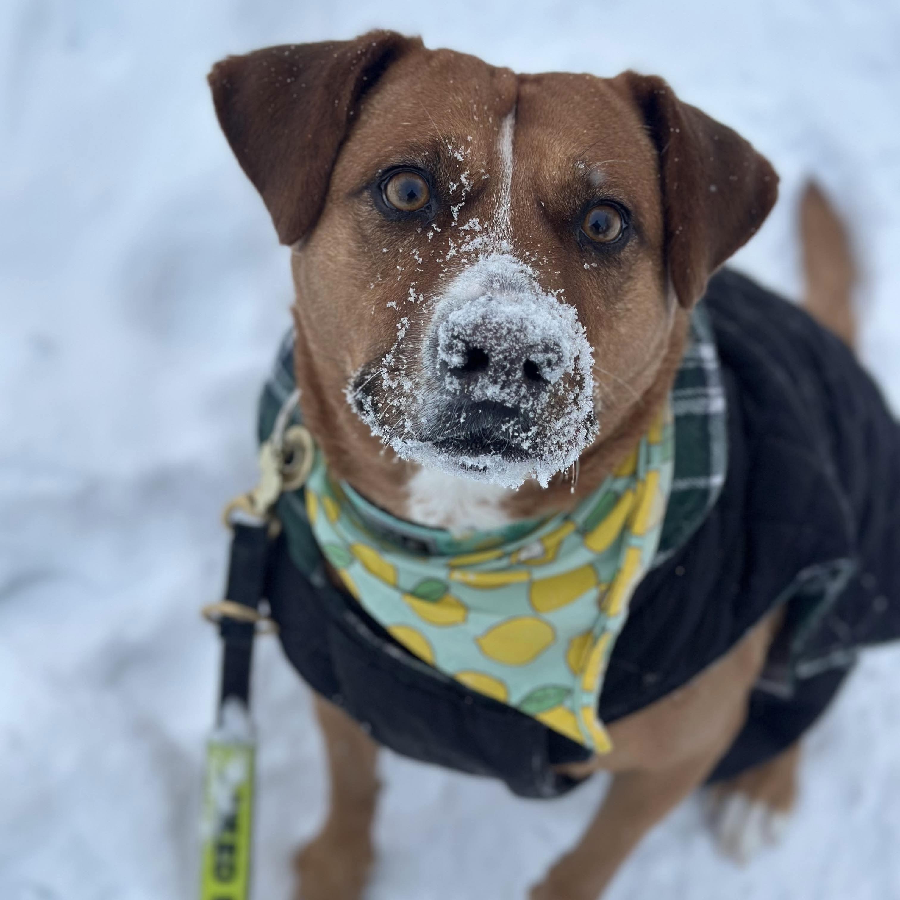 Felice, a ADOPTABLE mixed breed in Windsor, ON image 2/6