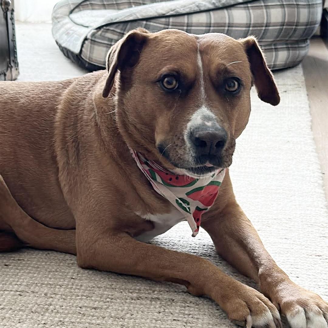 Felice, a ADOPTABLE mixed breed in Windsor, ON image 3/6