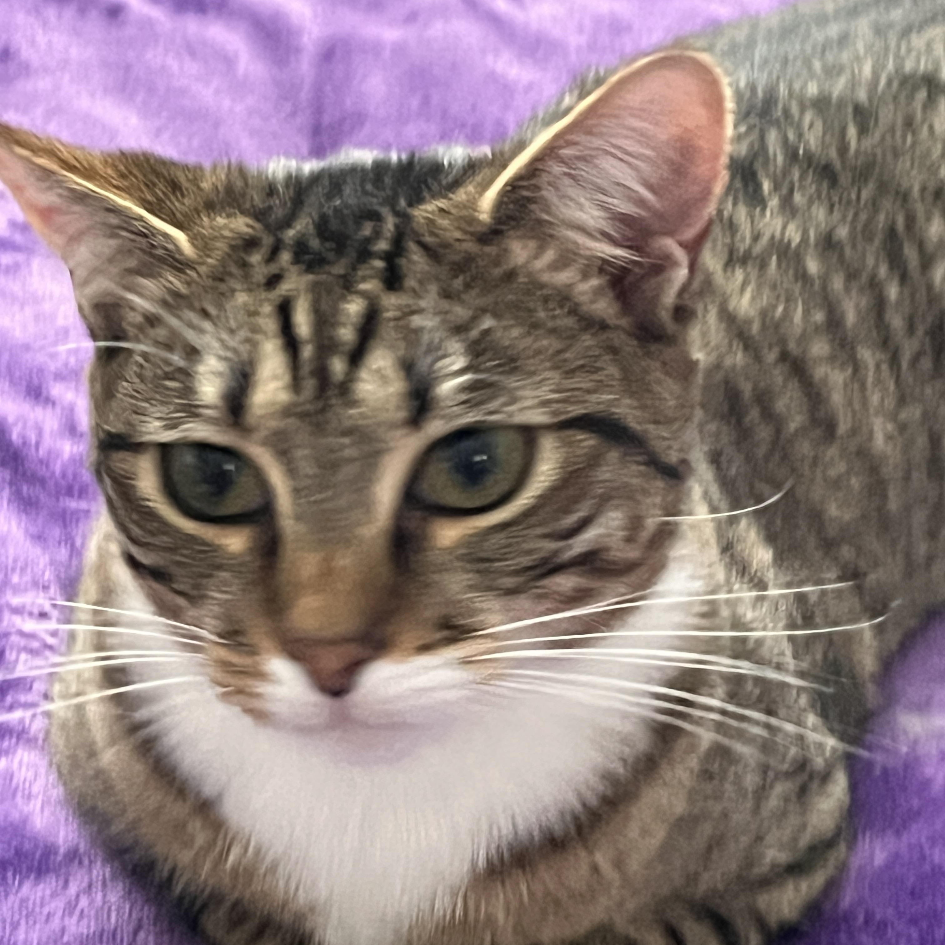 Enlarge Phil, a Adoptable Domestic Short Hair in Manorville, NY image 1/4