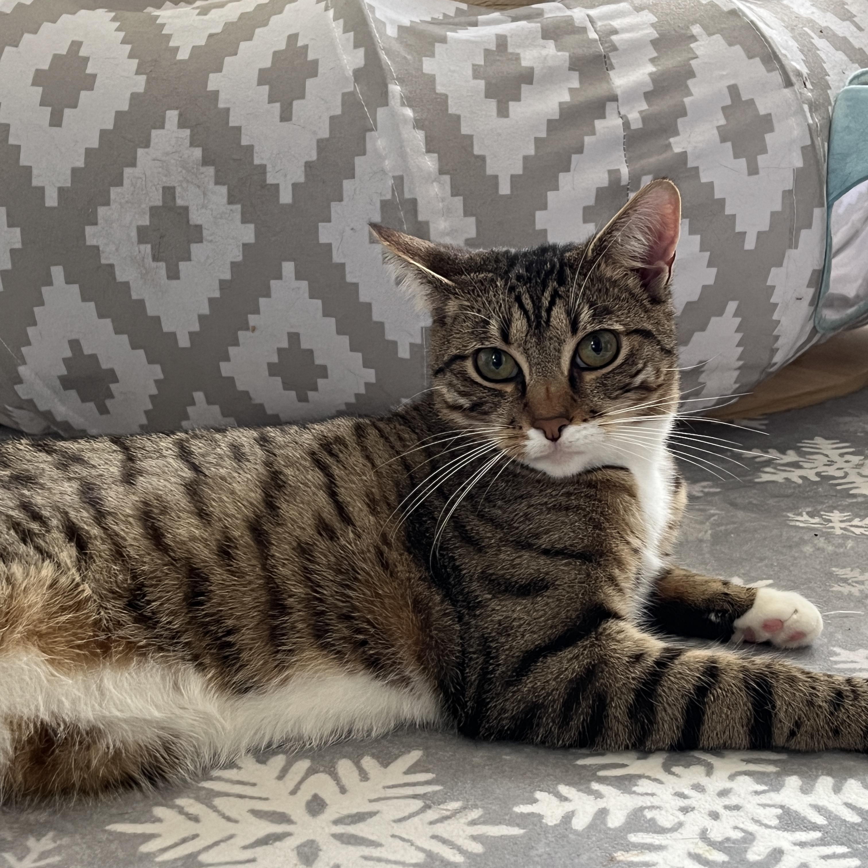 Enlarge Phil, a Adoptable Domestic Short Hair in Manorville, NY image 3/4