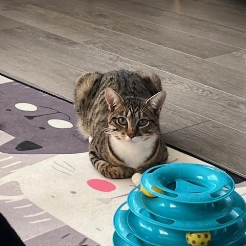 Enlarge Phil, a Adoptable Domestic Short Hair in Manorville, NY image 2/4