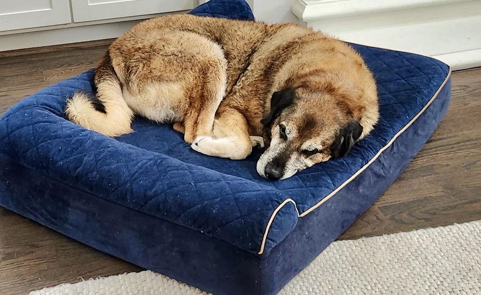 Enlarge Sweet Pea, a Adoptable mixed breed in Houston, TX image 1/3