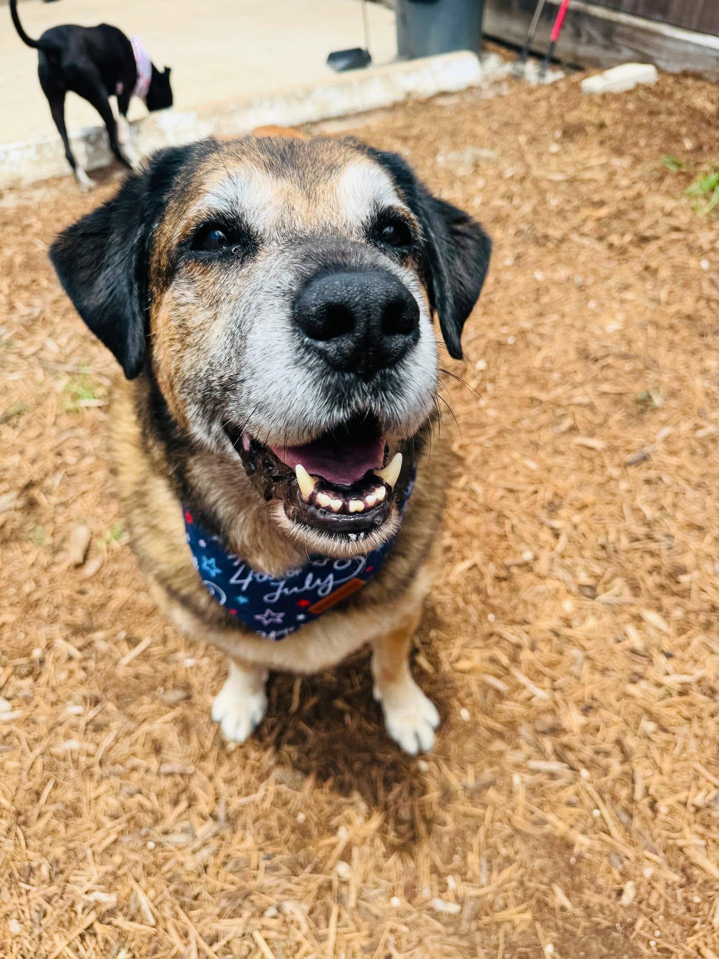 Enlarge Sweet Pea, a Adoptable mixed breed in Houston, TX image 2/3