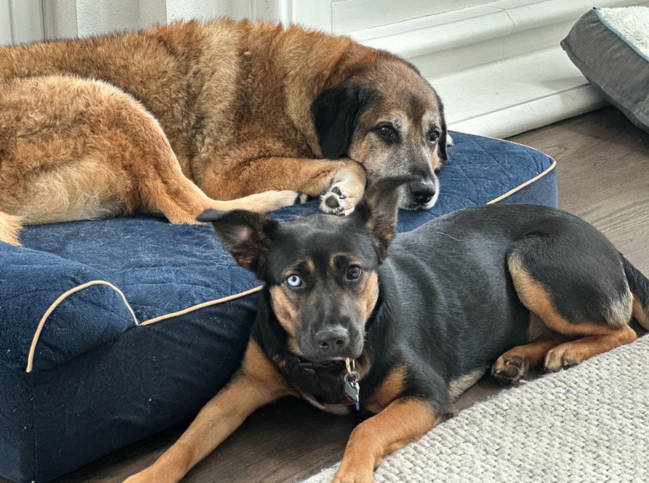 Enlarge Sweet Pea, a Adoptable mixed breed in Houston, TX image 3/3