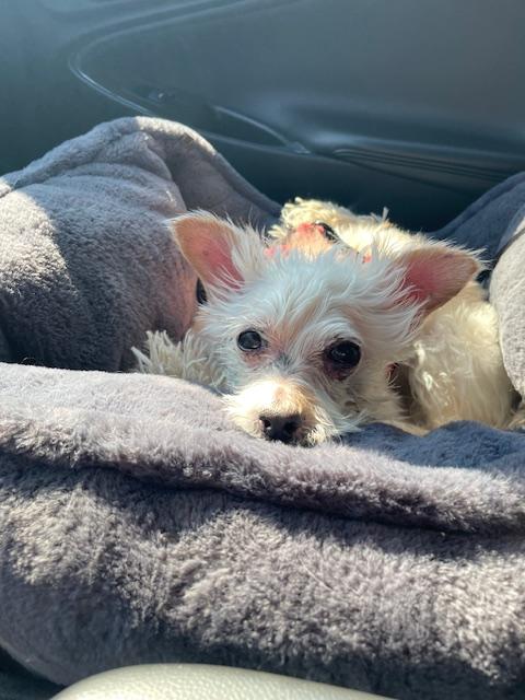 Brodie, ADOPTABLE, Senior Male Cairn Terrier.