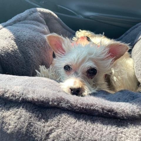 Enlarge Brodie, a ADOPTABLE mixed breed in Wilmington, DE image 1/4