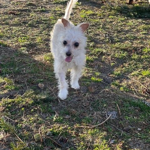 Enlarge Brodie, a ADOPTABLE mixed breed in Wilmington, DE image 4/4