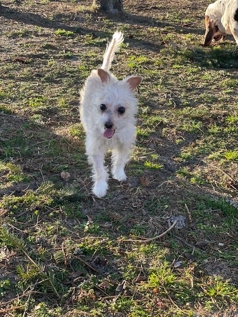 Enlarge Brodie, a ADOPTABLE mixed breed in Wilmington, DE image 4/4
