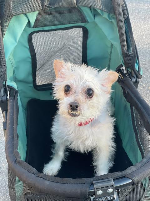 Enlarge Brodie, a ADOPTABLE mixed breed in Wilmington, DE image 3/4
