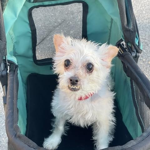 Enlarge Brodie, a ADOPTABLE mixed breed in Wilmington, DE image 3/4