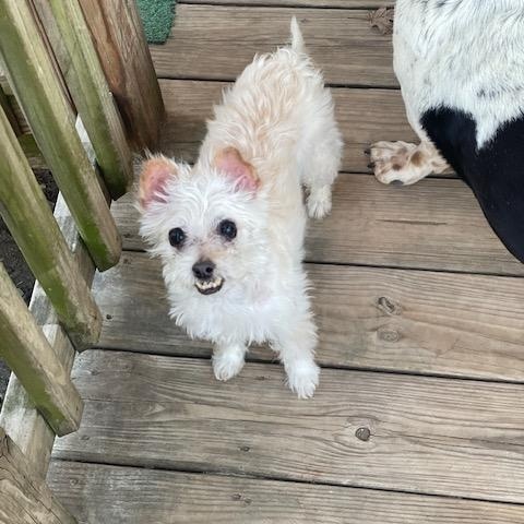 Enlarge Brodie, a ADOPTABLE mixed breed in Wilmington, DE image 2/4