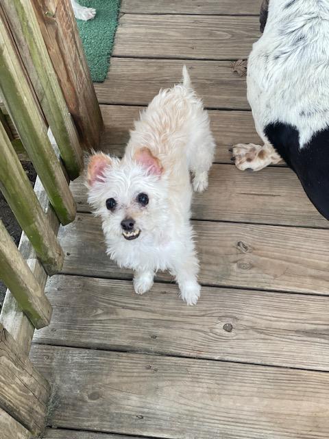 Enlarge Brodie, a ADOPTABLE mixed breed in Wilmington, DE image 2/4