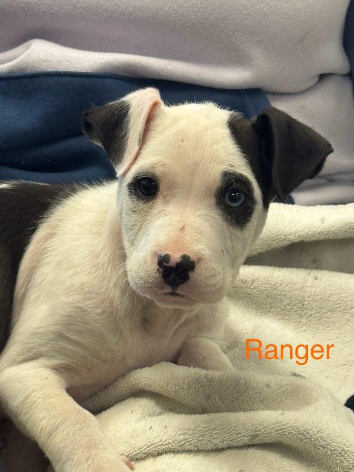 Ranger