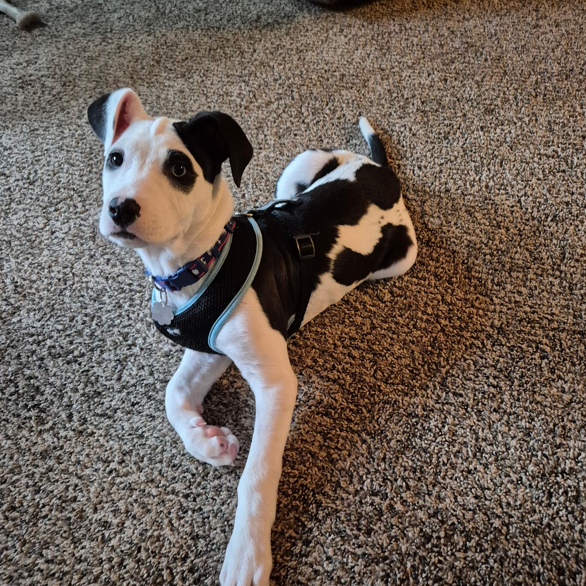 Ranger