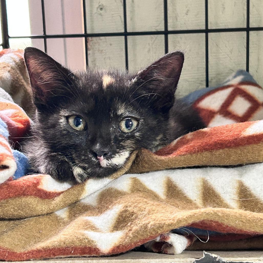 Miracle, Adoptable, Kitten Female Domestic Short Hair.