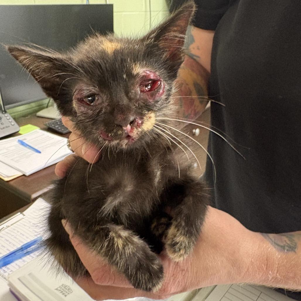 Enlarge Miracle, a Adoptable Domestic Short Hair in Newborn, GA image 2/2