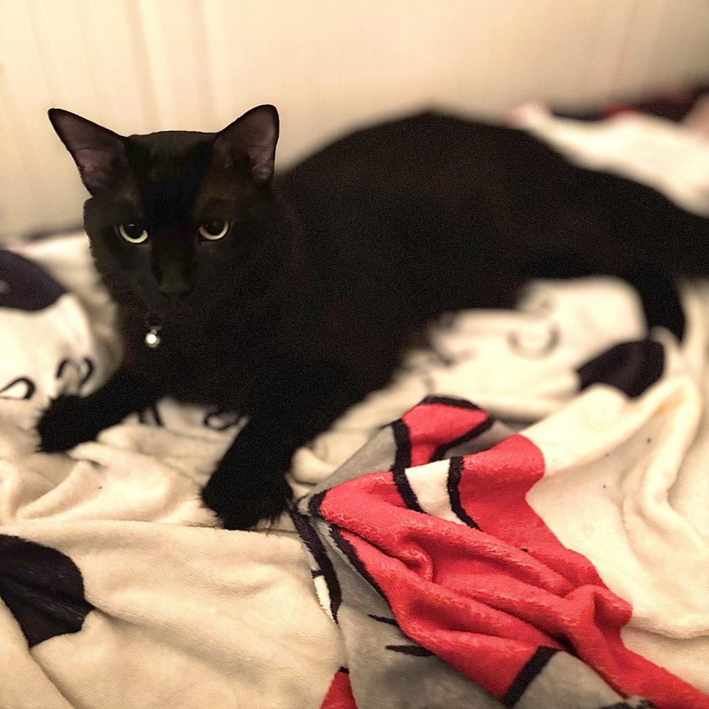 Blueberry, a Adoptable Domestic Medium Hair in Middle Village, NY image 1/5