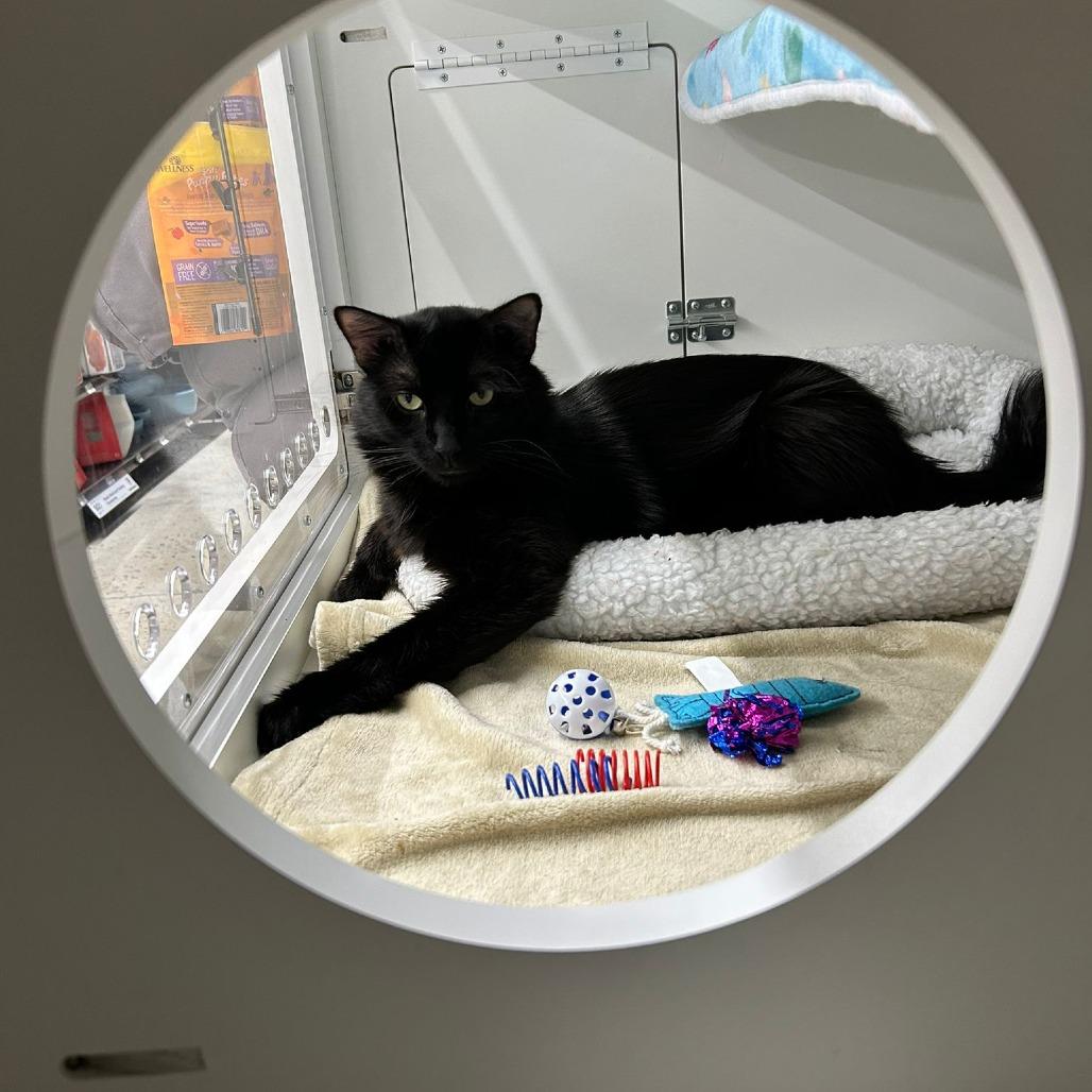 Blueberry, a Adoptable Domestic Medium Hair in Middle Village, NY image 2/5