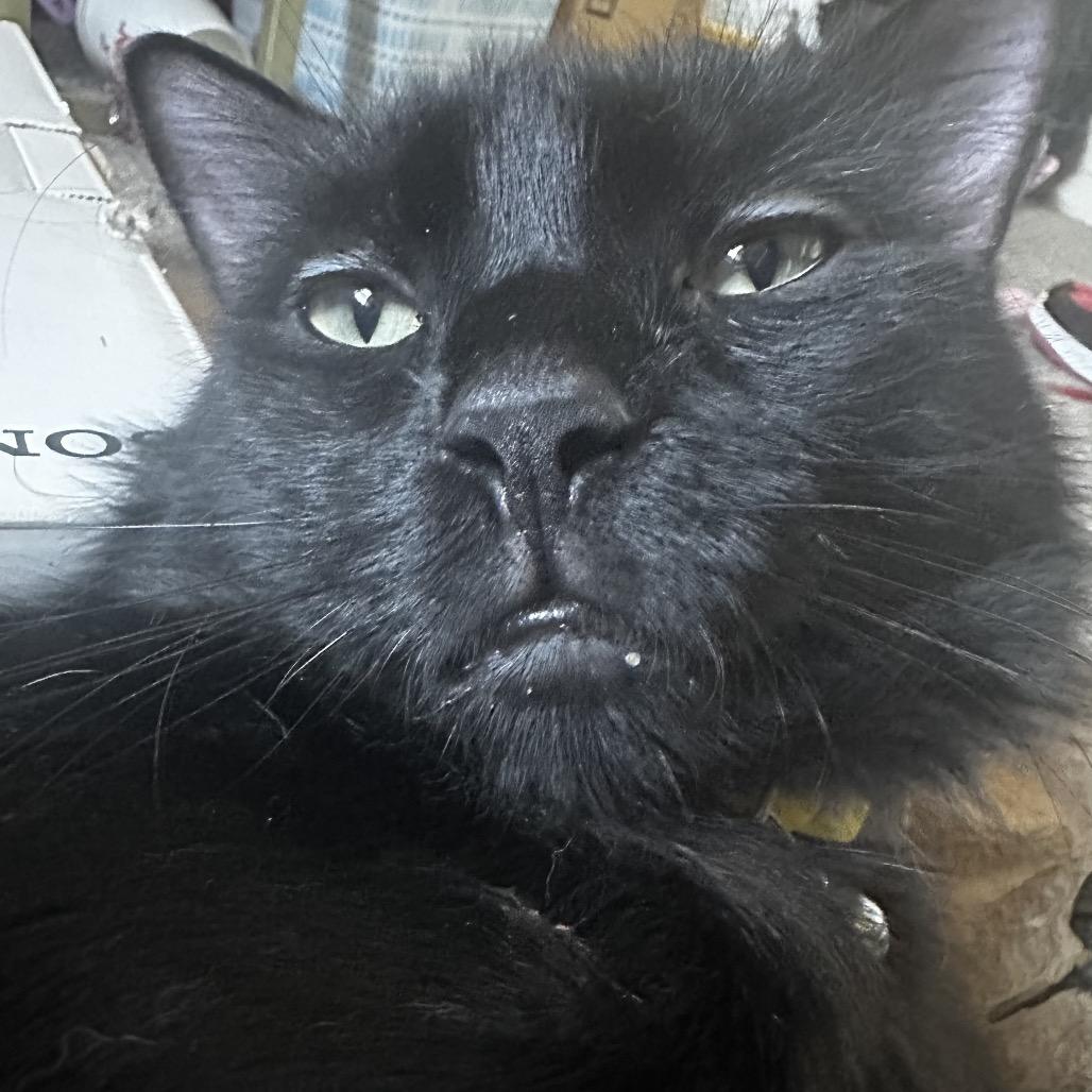 Blueberry, a Adoptable Domestic Medium Hair in Middle Village, NY image 3/5