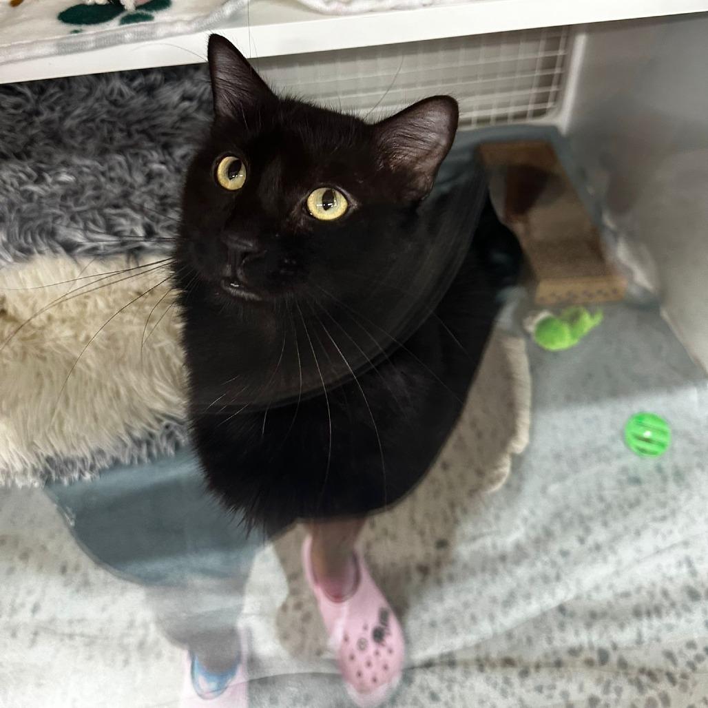 Blueberry, a Adoptable Domestic Medium Hair in Middle Village, NY image 4/5