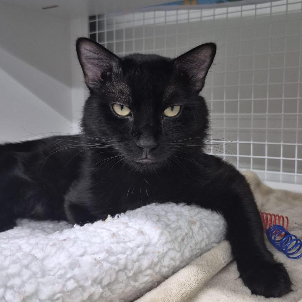 Blueberry, a Adoptable Domestic Medium Hair in Middle Village, NY image 5/5