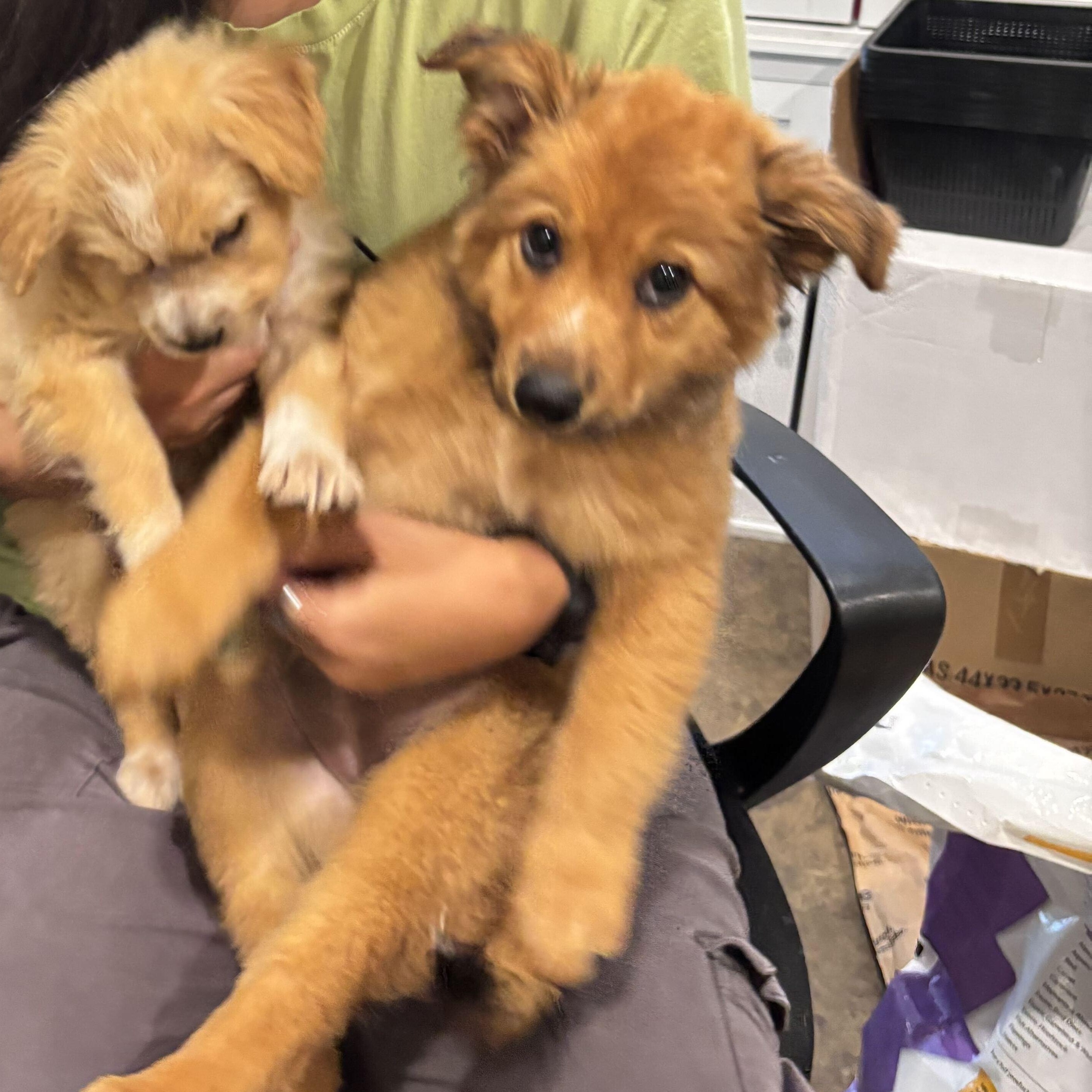Enlarge Meadow, a Adoptable mixed breed in Rancho Santa Margarita, CA image 4/5