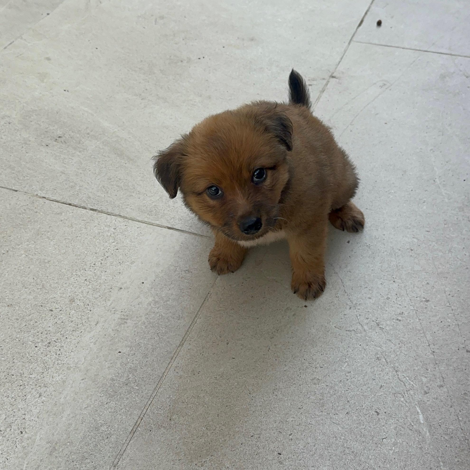 Enlarge Meadow, a Adoptable mixed breed in Rancho Santa Margarita, CA image 5/5