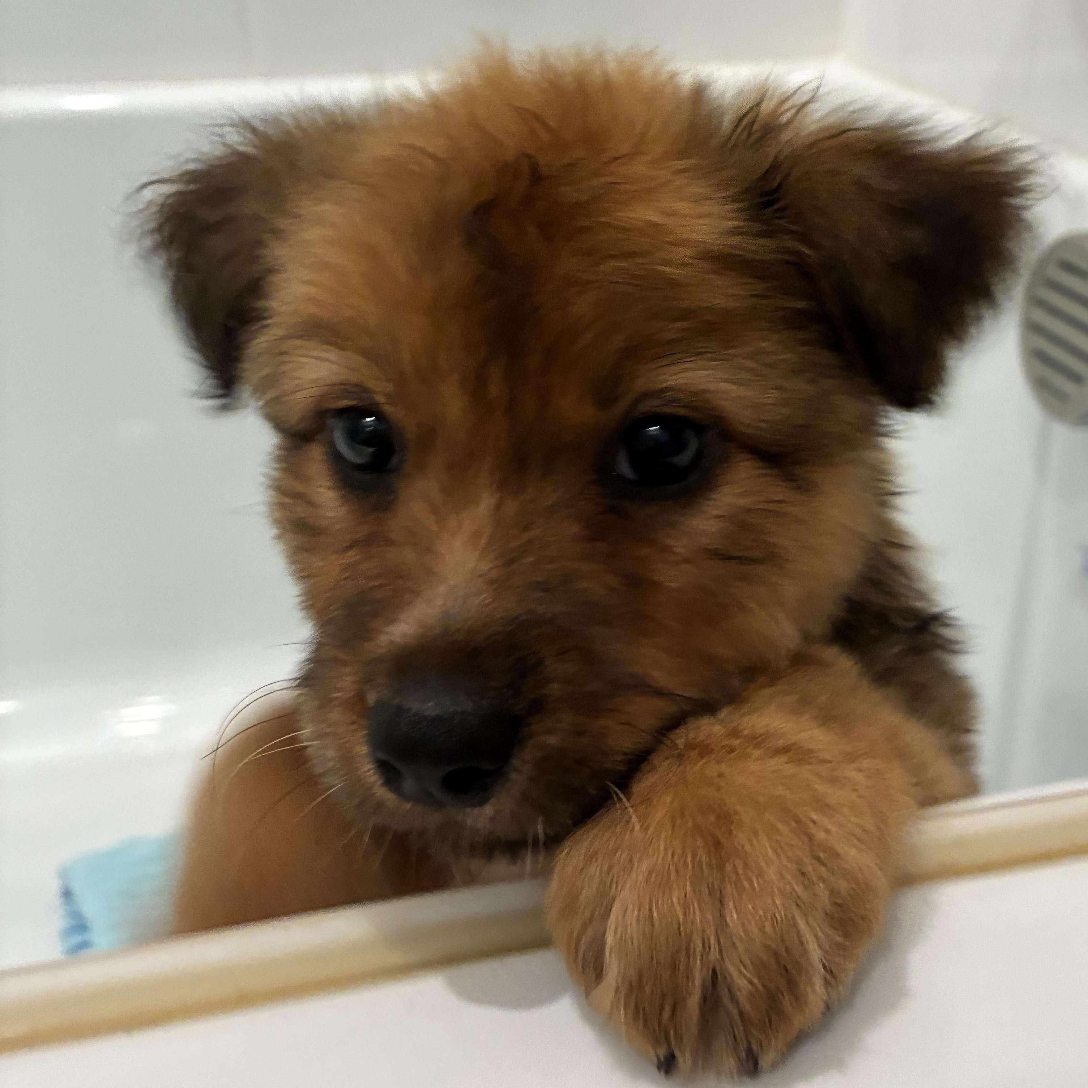 Enlarge Meadow, a Adoptable mixed breed in Rancho Santa Margarita, CA image 1/5