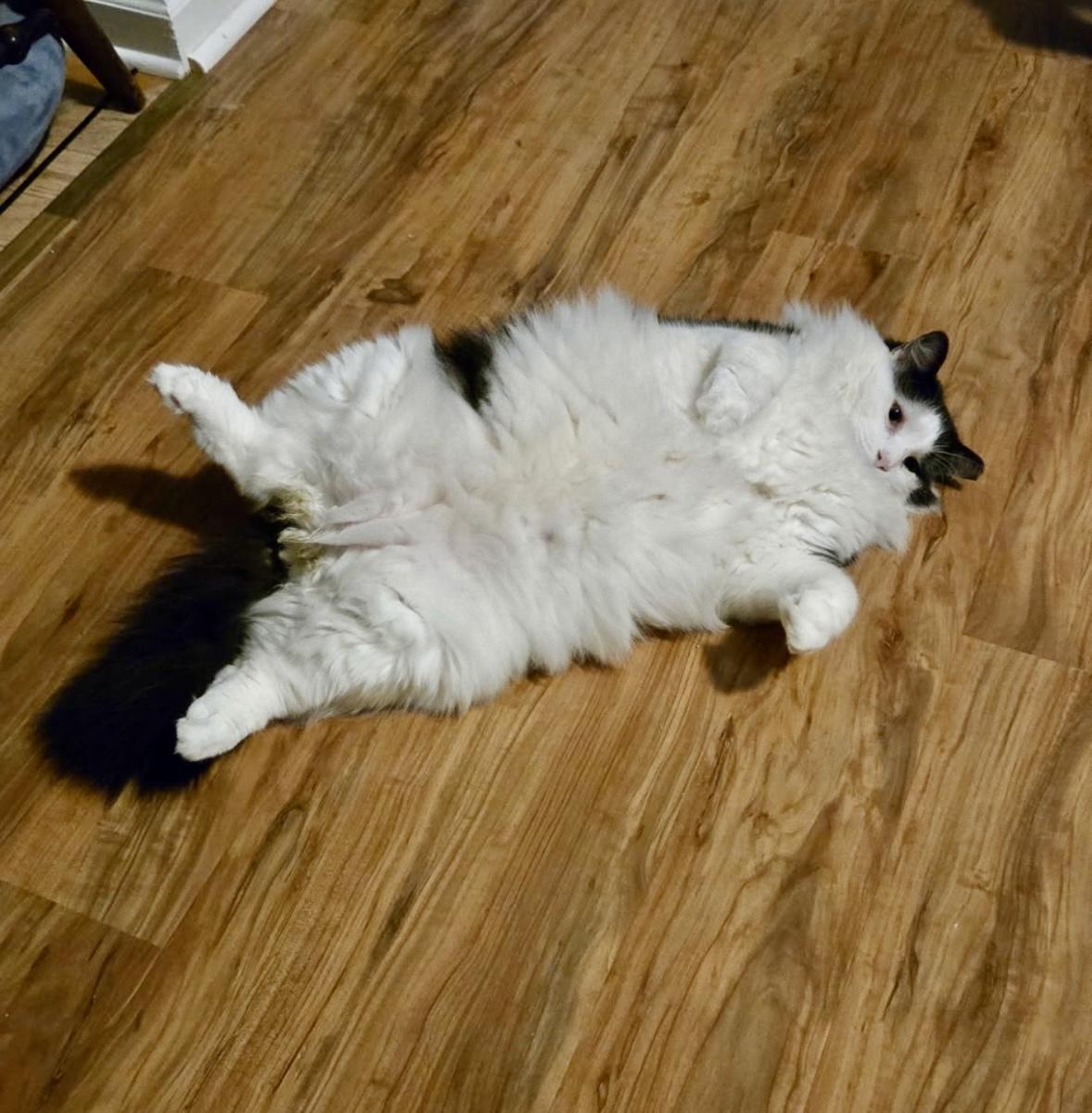 Furby, Adoptable, Adult Male Domestic Long Hair.