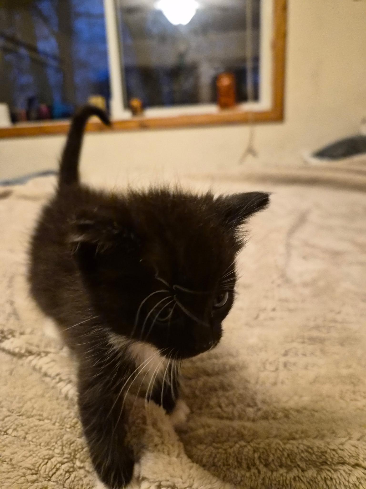 Atticus, Adopted, Kitten Male Domestic Short Hair.