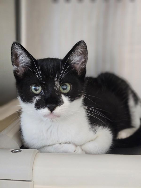 Leo, Adoptable, Young Male Domestic Short Hair.