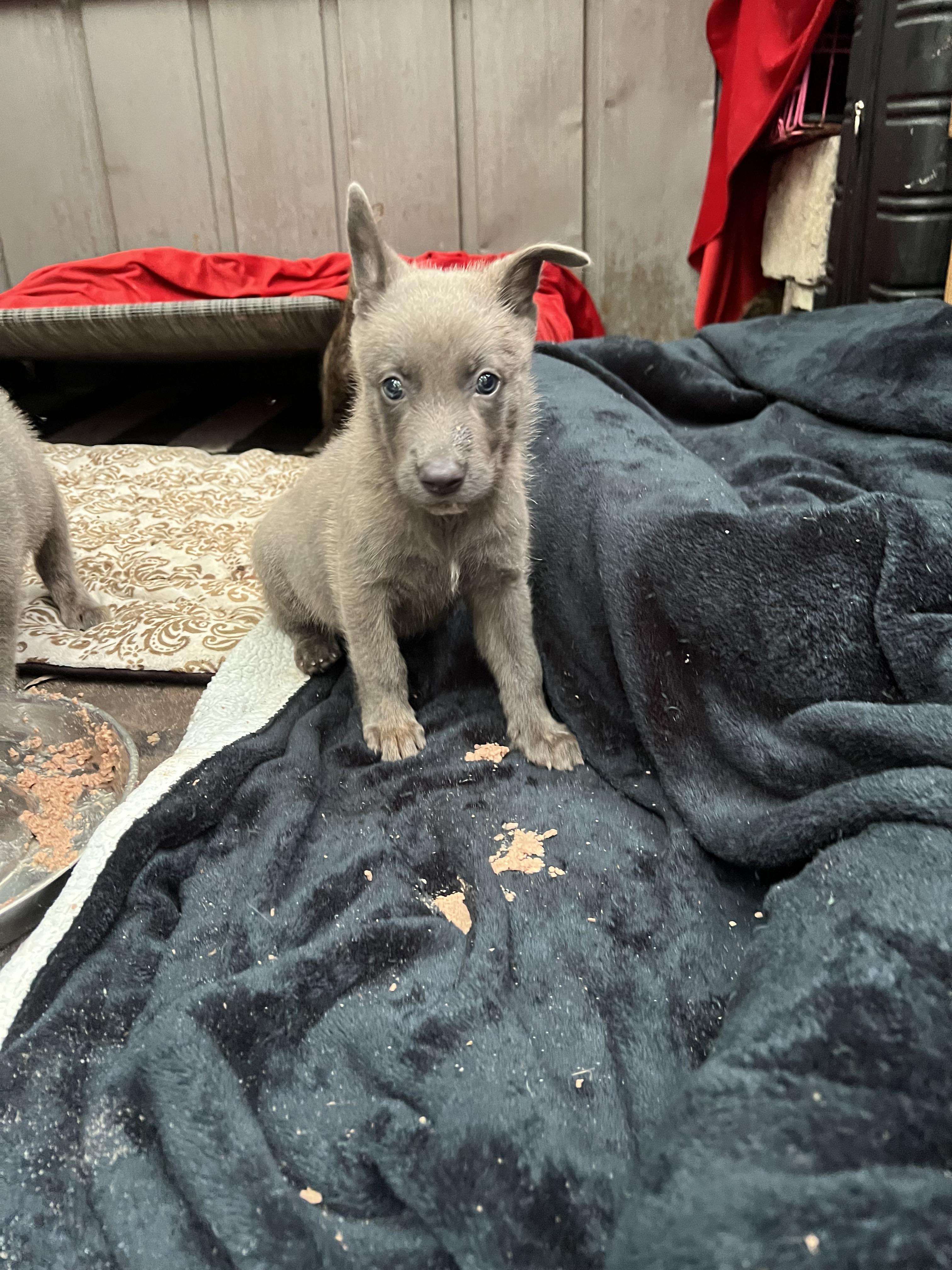 milo Shepherd Dog
