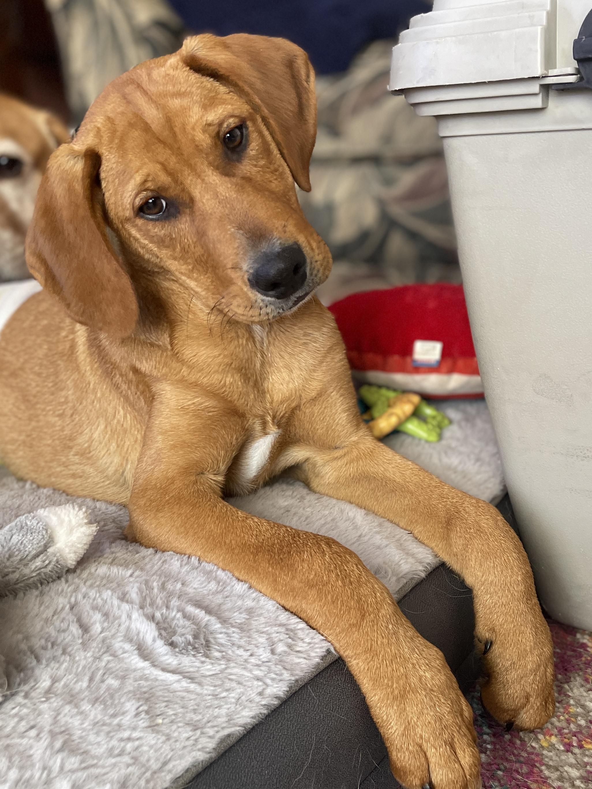 Enlarge Drake, an adopted mixed breed in Warrington, PA image 4/5