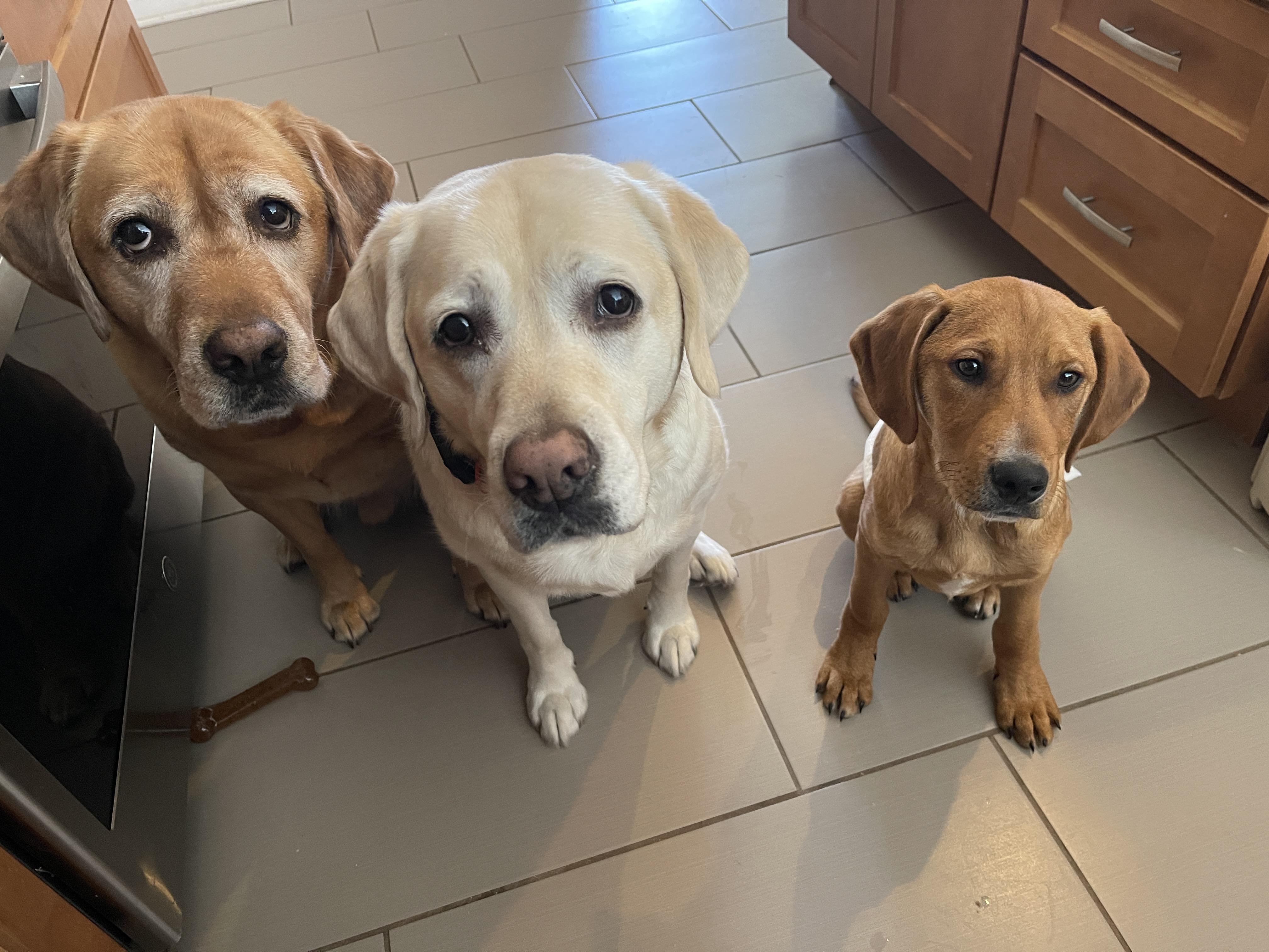 Enlarge Drake, an adopted mixed breed in Warrington, PA image 5/5