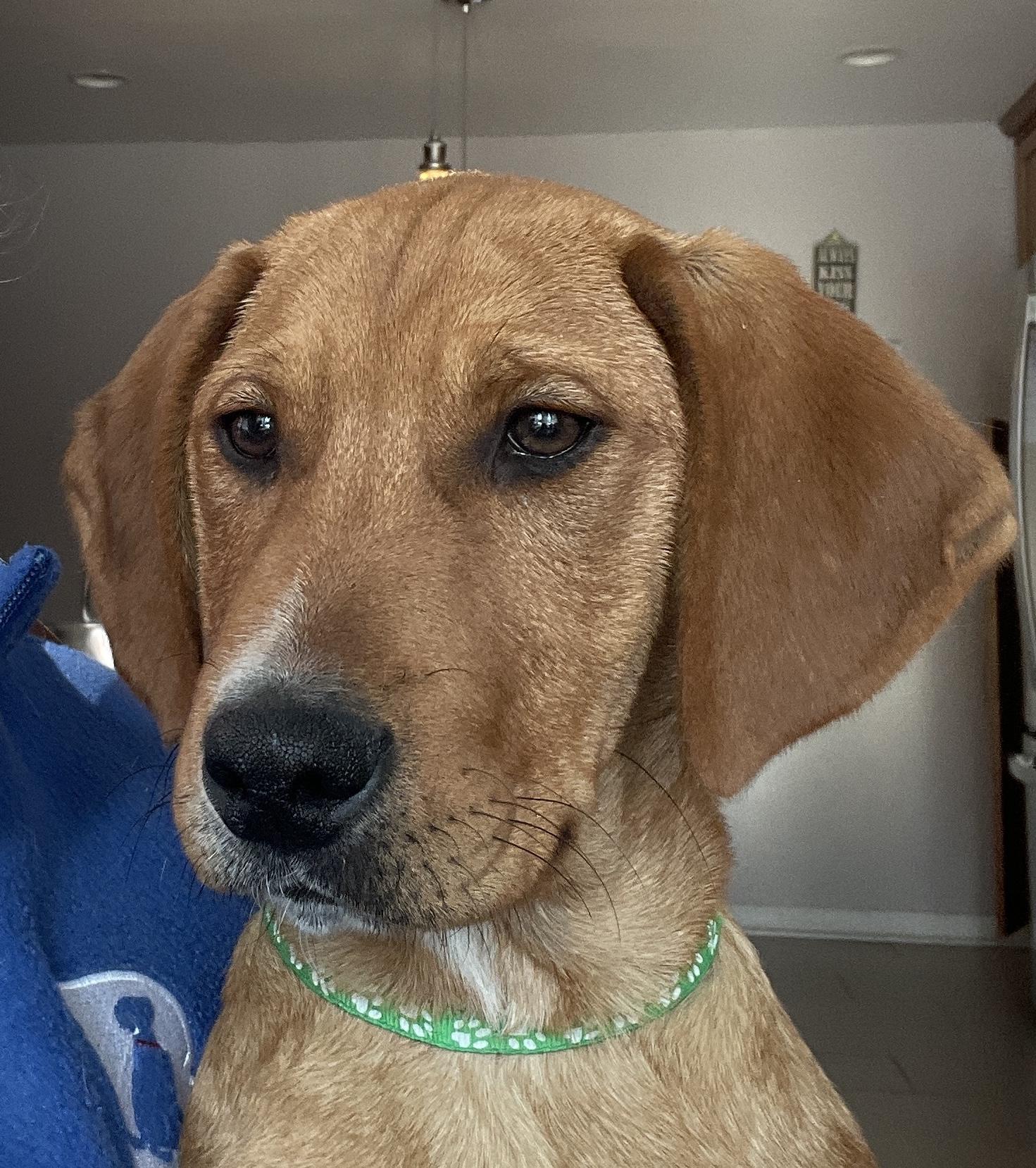 Enlarge Drake, an adopted mixed breed in Warrington, PA image 2/5