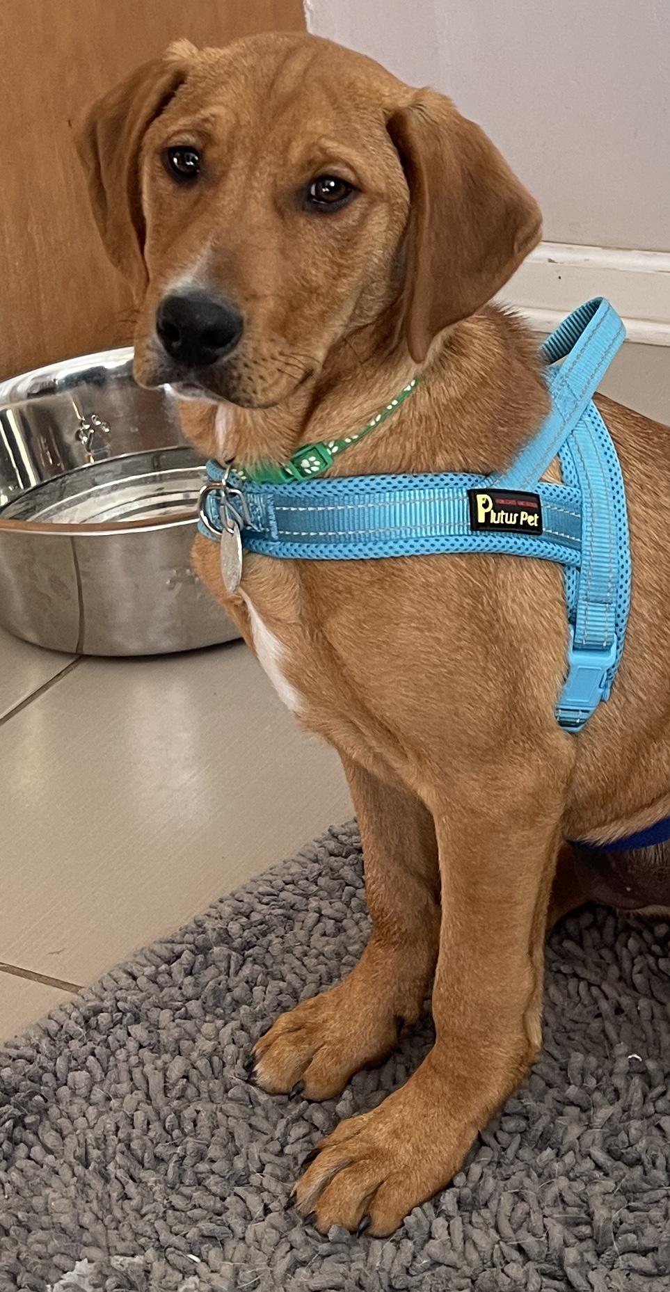 Enlarge Drake, an adopted mixed breed in Warrington, PA image 3/5