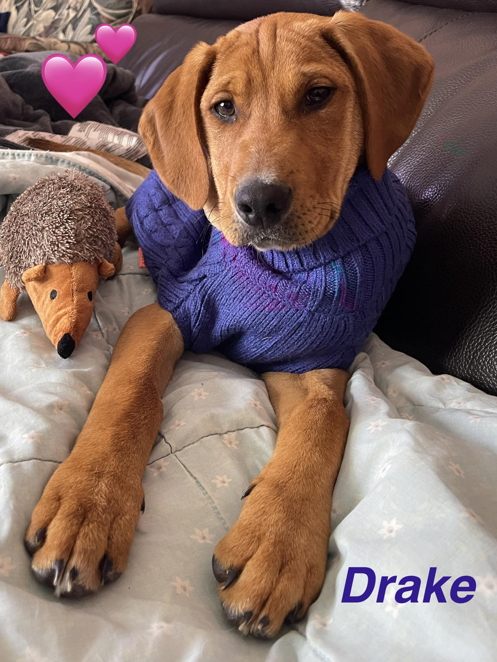 Enlarge Drake, an adopted mixed breed in Warrington, PA image 1/5