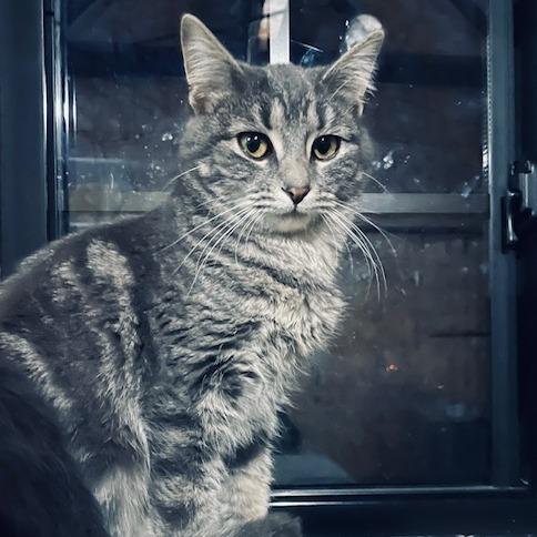 Enlarge Rain, a Adoptable Domestic Short Hair in Madison, WI image 1/5